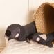 doudou-coussin chien - Lazy Puppy anthracite