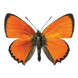 superbe sticker mural 'papillon'