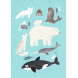 carte postale - Artic animals