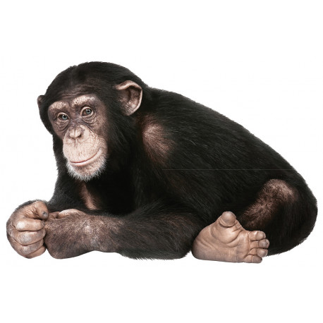 sticker mural chimpanzé - safari friends