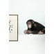 sticker mural chimpanzé - safari friends